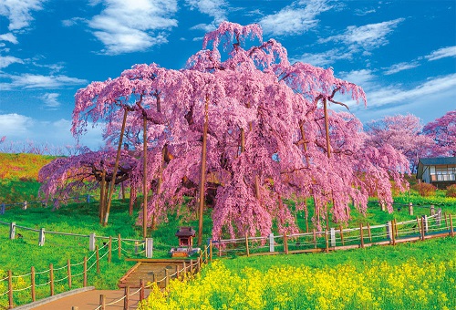1000片  三春瀧-盛開的櫻花