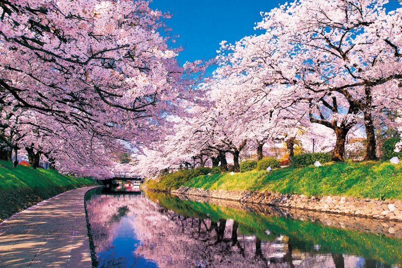 1000片世界風情-日本富山 松川的櫻花 (夜光版)
