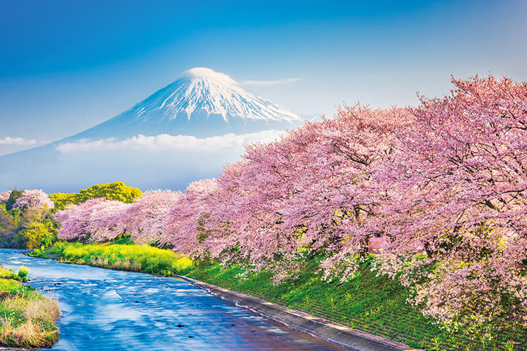 1000片 櫻花和富士山(靜岡)