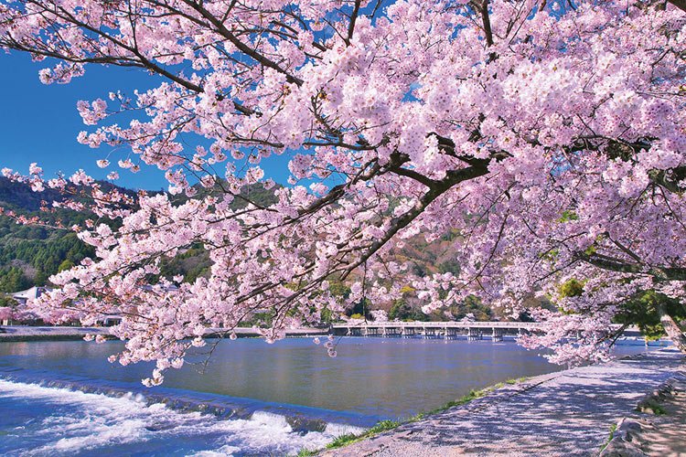 1000片 嵐山上盛開的櫻花(京都)